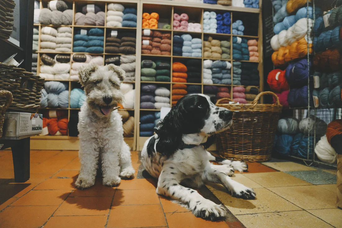 dogs in family run shop